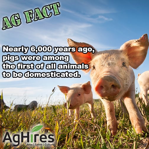 Pigs Among First Domesticated Animals